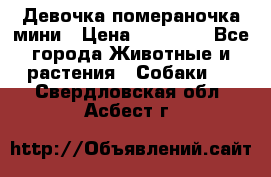 Девочка помераночка мини › Цена ­ 50 000 - Все города Животные и растения » Собаки   . Свердловская обл.,Асбест г.